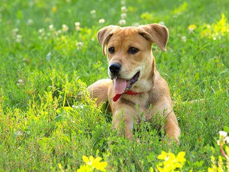 Dog health, Canine Cancer