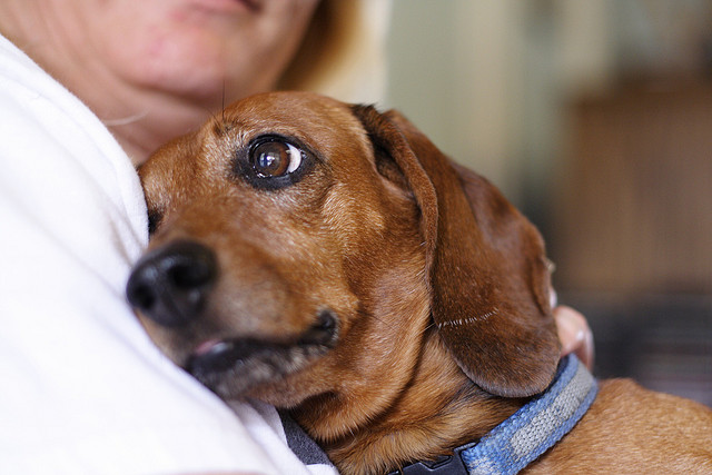 When cancer strikes your much loved family pet