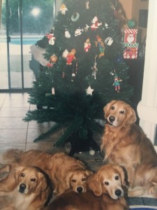 Casey, Duncan, Bailey and Ashby pose by the family tree!