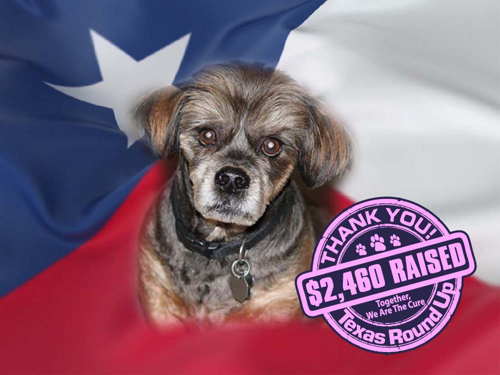 The Texas Round Up raises $2460 for the National Canine Cancer Foundation