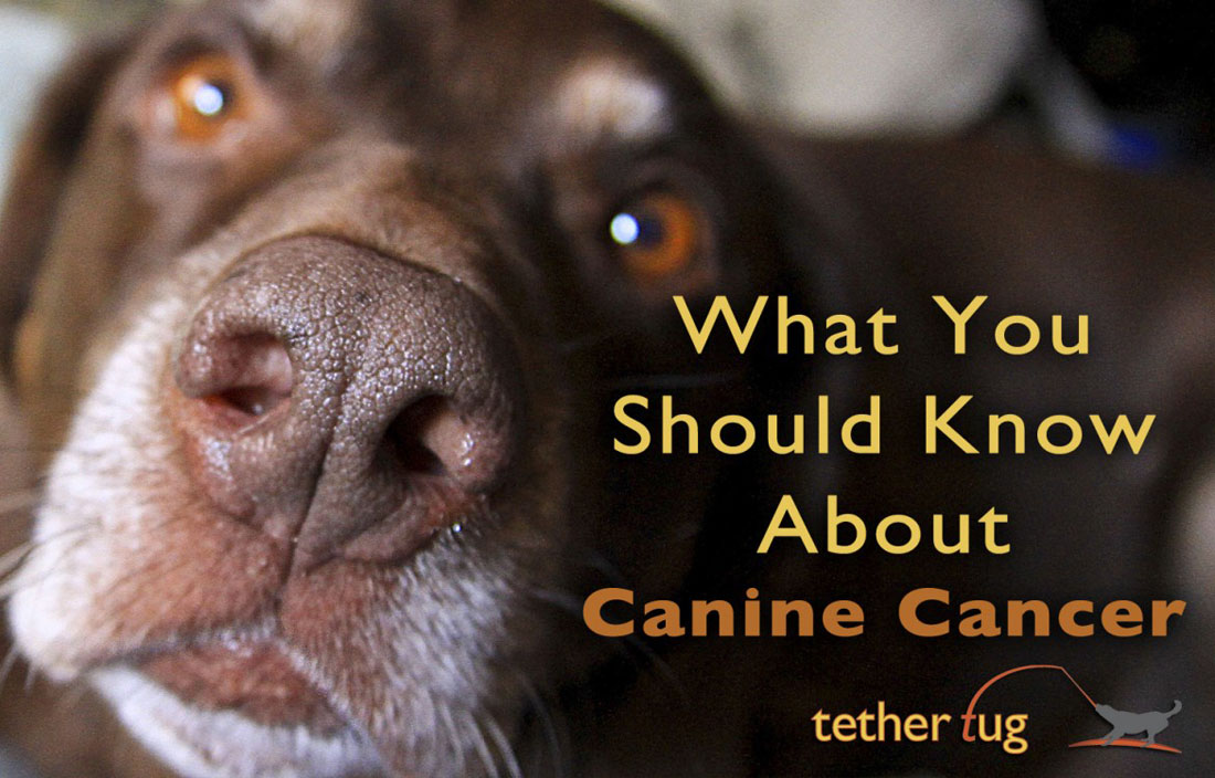 What You Should Know About Canine Cancer