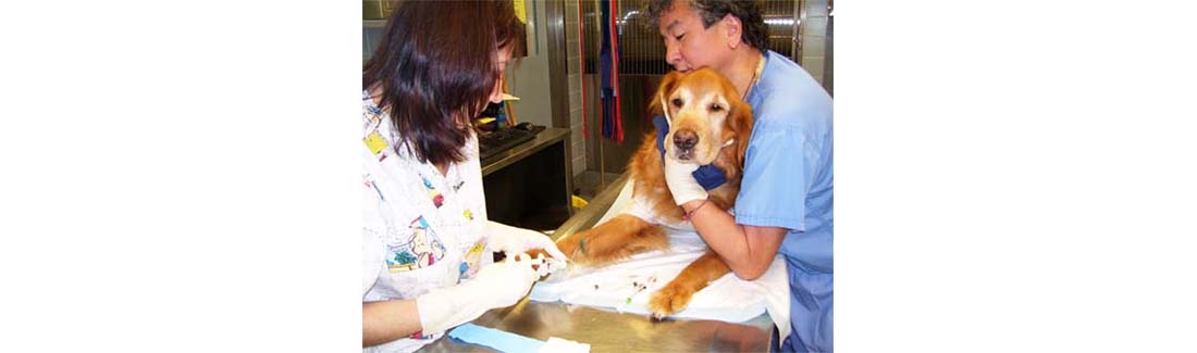 Treating Dogs with Cancer: The Difference between Chemotherapy and Radiotherapy