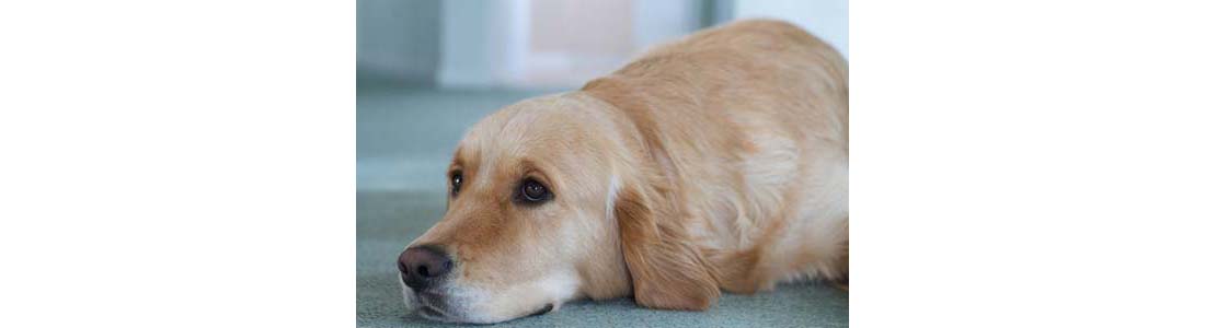 9 Dog Breeds Most Prone to Canine Cancer
