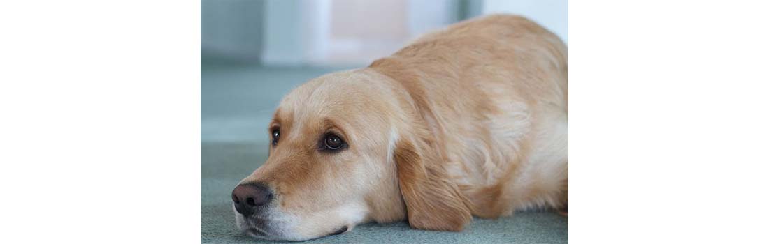 A New Therapy for Dogs with Metastatic Cancers is Now Available and Getting Good Results