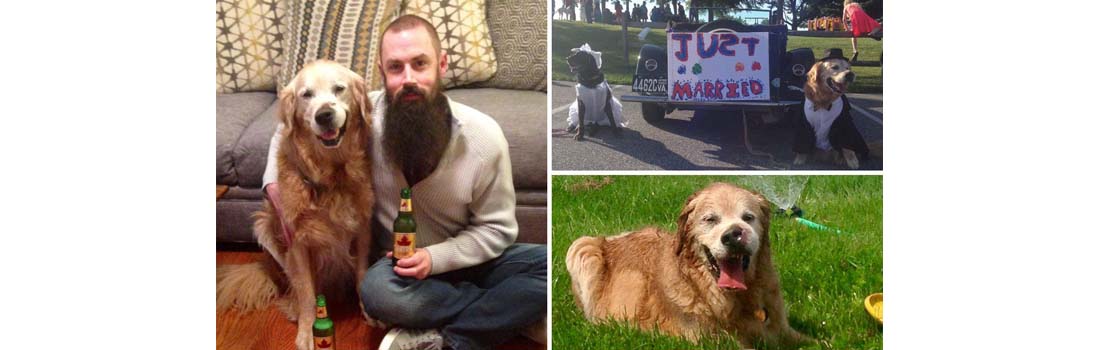 Poorly Molson the Golden Retriever is ticking off his bucket list before he dies from terminal cancer