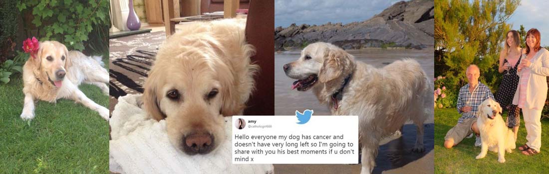 Girl shares heartbreaking tribute to her gorgeous dog, Archie, who recently passed away