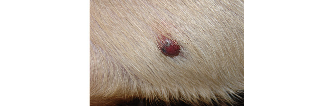 Canine Cancer Hemangiosarcoma: Everything You Must Know