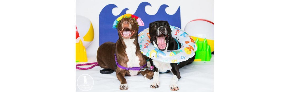 Inaugural Dog Day of Summer in Manayunk a Tail-Waggin’ Success!