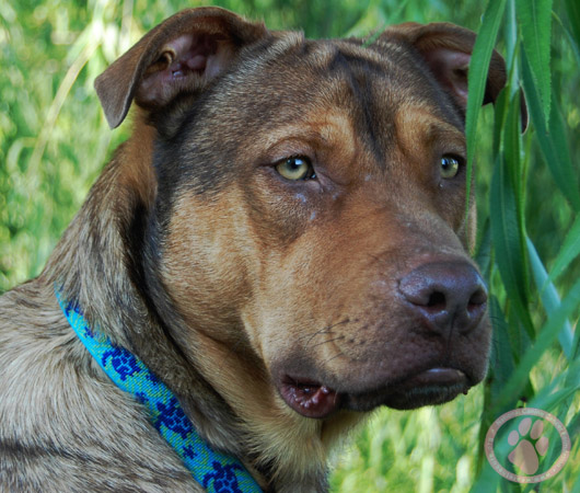 Canine Cancer Memorial