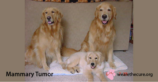 Mammary Tumor