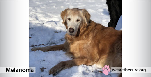 Dog in snow with Melanoma