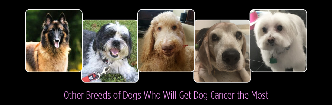 Other Breeds of Dogs Who Will Get Dog Cancer the Most