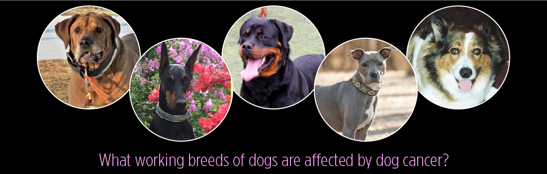 What working breeds of dogs are affected by dog cancer