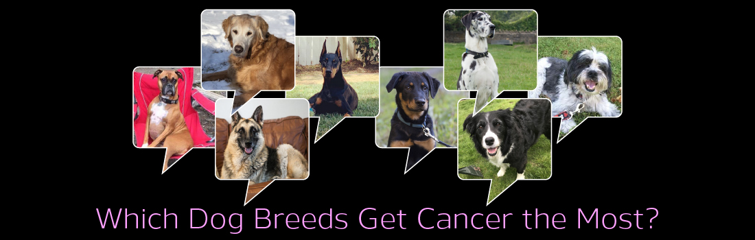 Which Dog Breeds Get Cancer the Most?
