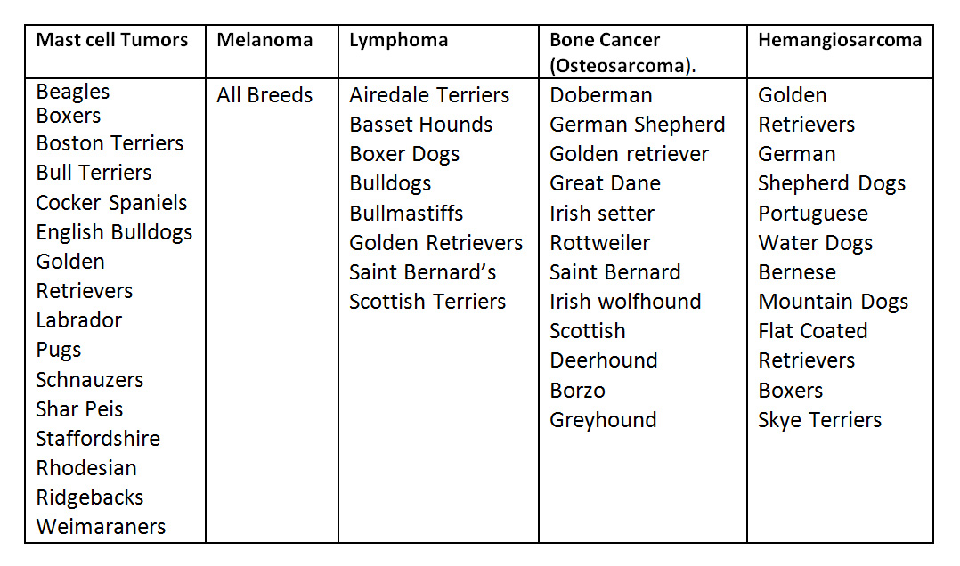 Types of Cancers Pure Bred dogs are more prone to