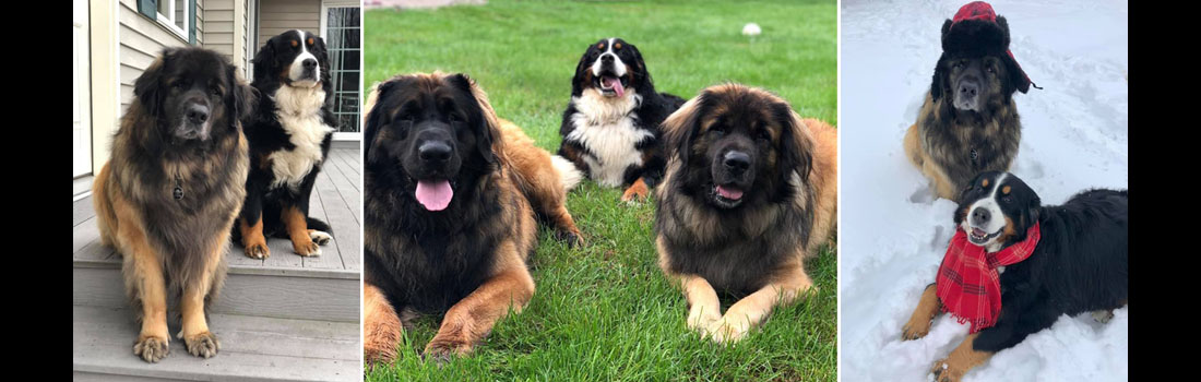 The Best of Ralph, Frank and Phil, Leonberger dog breed friends
