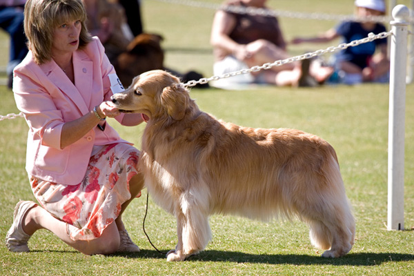 National Canine Cancer Foundation Team