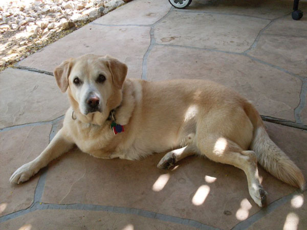 Canine Cancer Memorial