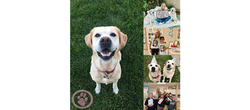 7 Fundraising Ideas to Help Pay for Your Pet’s Cancer Treatment