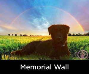 Memorial Wall our own Rainbow Bridge Memorials