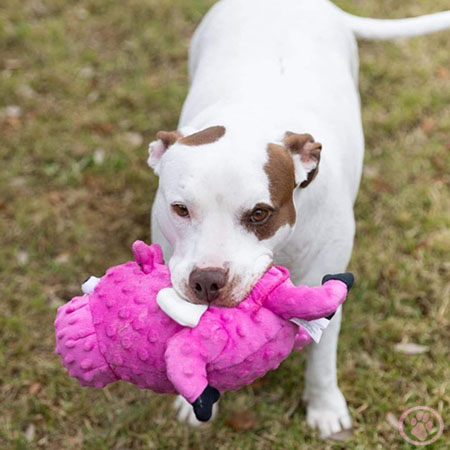 #PinkPawLove Virtual Walk raises $21,556