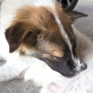 dog biting at a flea