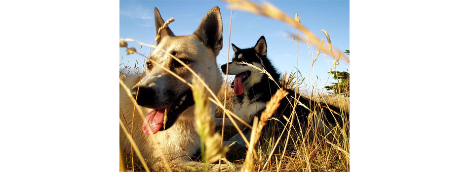 Efficient Natural Flea Treatments for Dogs