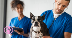 Dog Being Checked by Vet