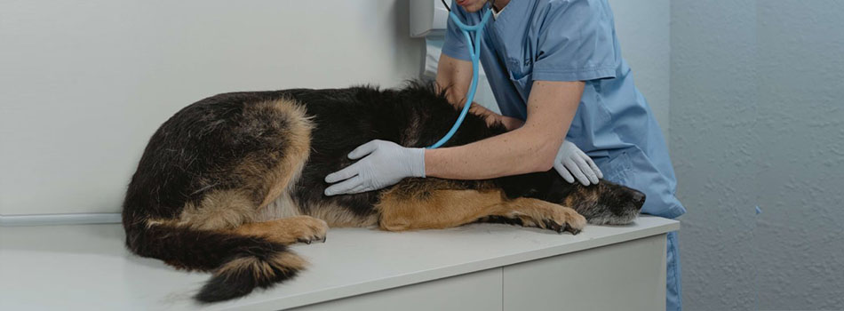 Gastric Carcinoma: Common Stomach Tumor in Dogs