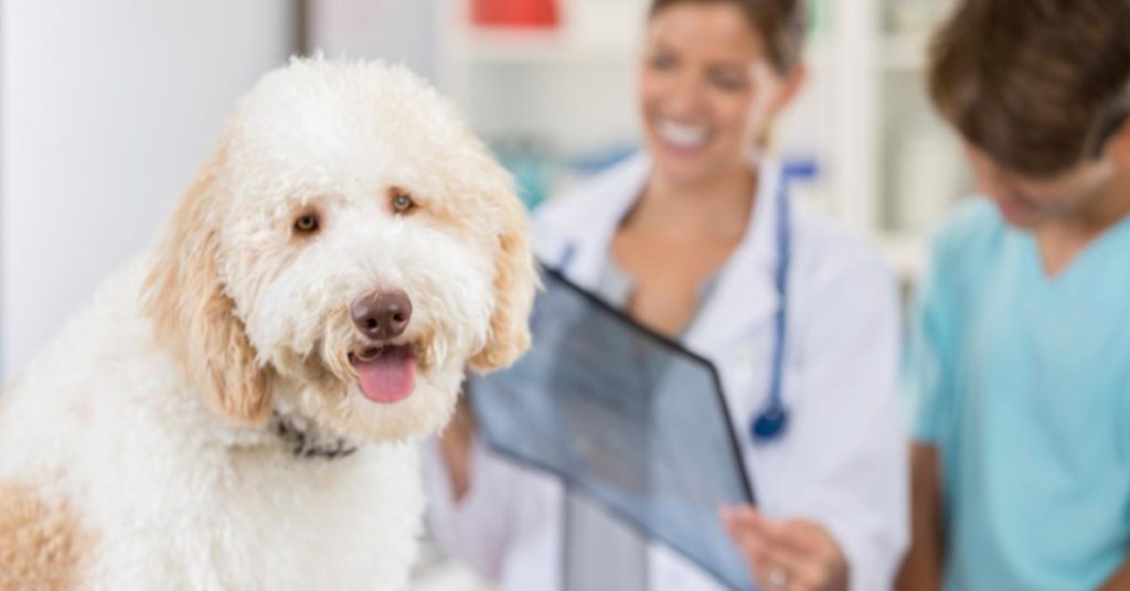 Vet looking at canine xray