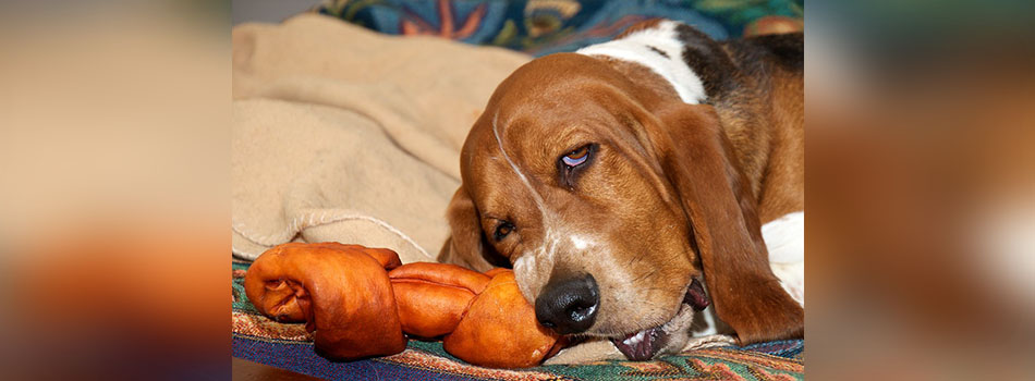 Is Rawhide Safe to Give Your Dog?
