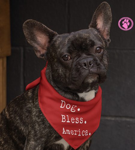 Dog Bless America Bandana on French Bulldog