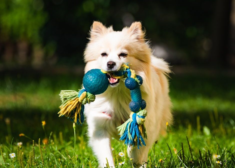 small dog playing with small non toxic chew toy