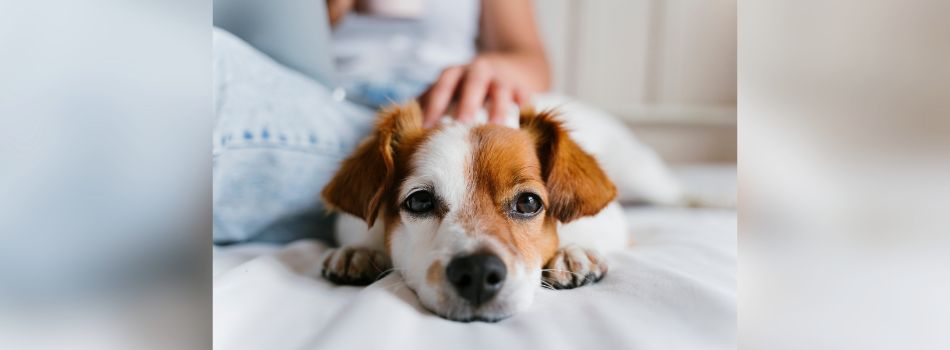 Cute dog being petted by owner