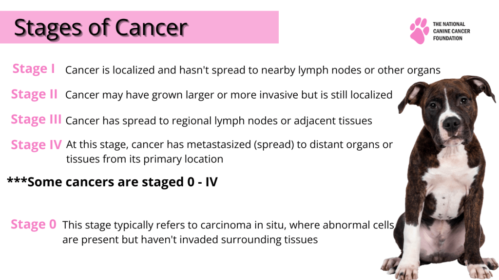 Stages of cancer explained with cute dog sitting down