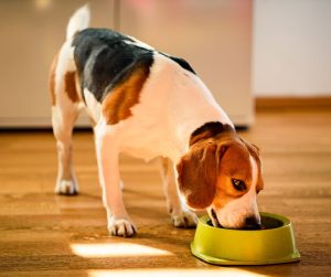 Medium dog eating home made food