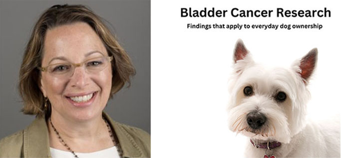 Bladder Cancer in Dogs - causes found in research